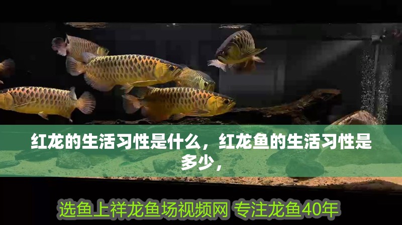紅龍的生活習(xí)性是什么，紅龍魚(yú)的生活習(xí)性是多少，
