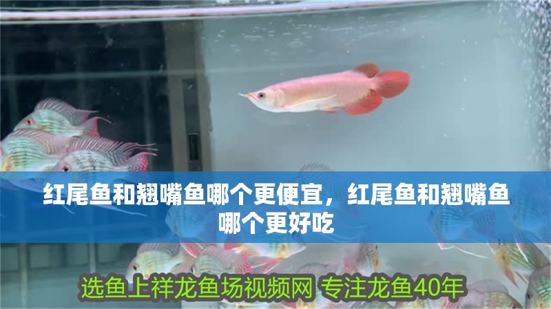 紅尾魚和翹嘴魚哪個更便宜，紅尾魚和翹嘴魚哪個更好吃