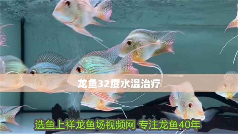 龍魚32度水溫治療