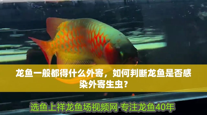 龍魚(yú)一般都得什么外寄，如何判斷龍魚(yú)是否感染外寄生蟲(chóng)？