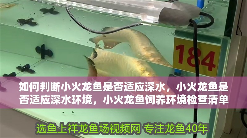 如何判斷小火龍魚是否適應深水，小火龍魚是否適應深水環境，小火龍魚飼養環境檢查清單