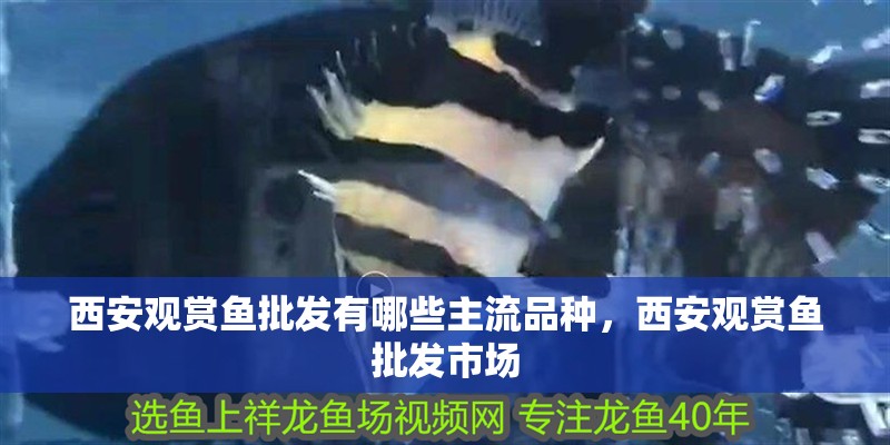 西安觀賞魚批發(fā)有哪些主流品種，西安觀賞魚批發(fā)市場