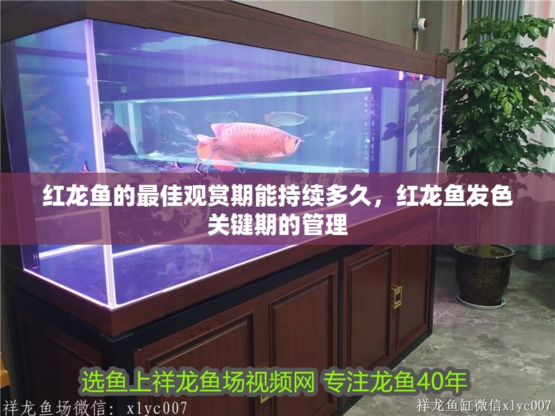 紅龍魚的最佳觀賞期能持續多久，紅龍魚發色關鍵期的管理