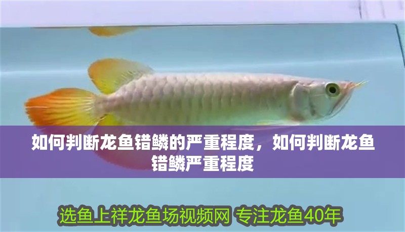 如何判斷龍魚錯鱗的嚴重程度，如何判斷龍魚錯鱗嚴重程度 如何判斷龍魚錯鱗的嚴重程度，如何判斷龍魚錯鱗嚴重程度 龍魚百科