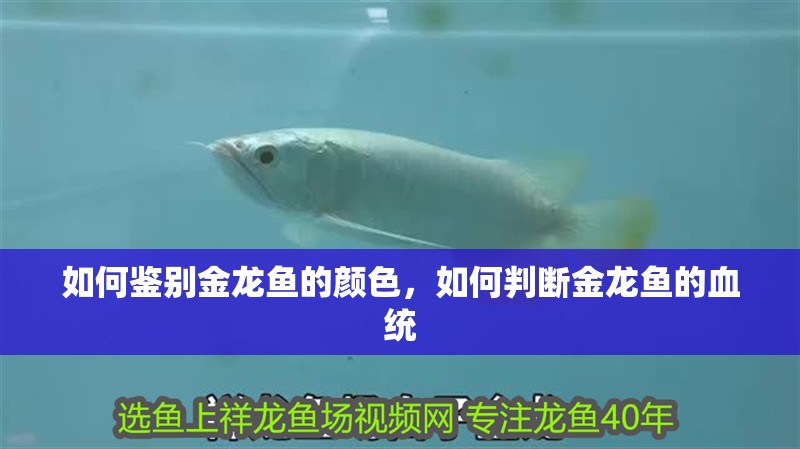 如何鑒別金龍魚的顏色，如何判斷金龍魚的血統(tǒng)