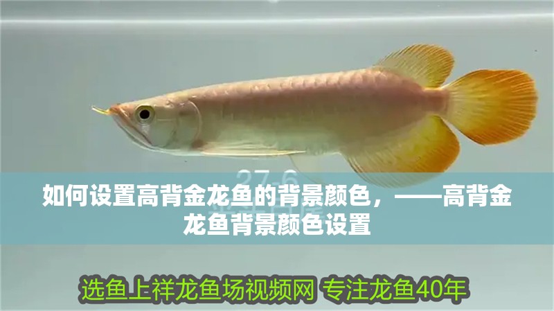 如何設置高背金龍魚的背景顏色，——高背金龍魚背景顏色設置