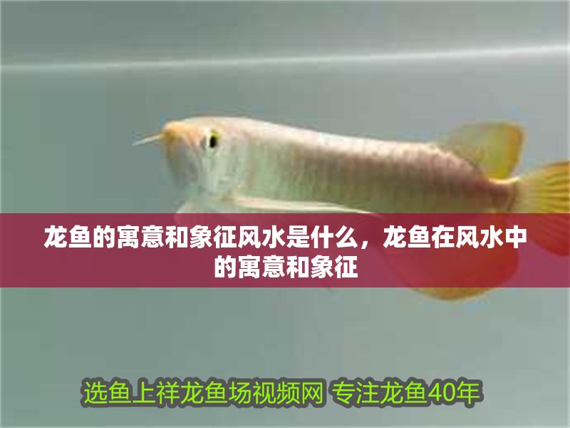 龍魚的寓意和象征風(fēng)水是什么，龍魚在風(fēng)水中的寓意和象征 龍魚的寓意和象征風(fēng)水是什么，龍魚在風(fēng)水中的寓意和象征 龍魚百科 第2張