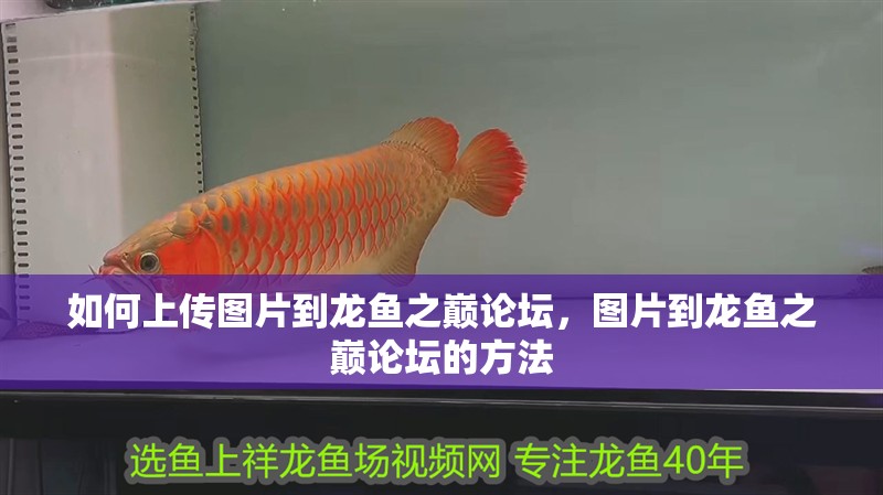 如何上傳圖片到龍魚之巔論壇，圖片到龍魚之巔論壇的方法