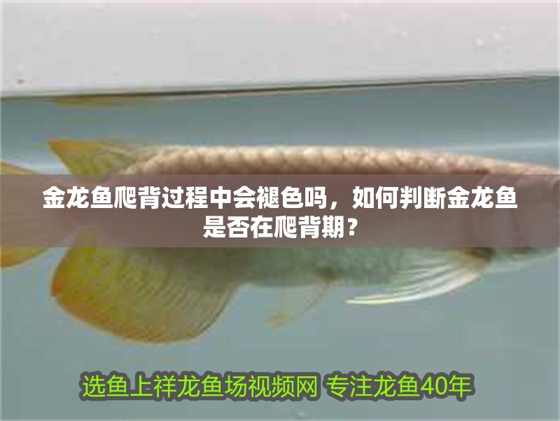 金龍魚爬背過程中會褪色嗎，如何判斷金龍魚是否在爬背期？ 金龍魚爬背過程中會褪色嗎，如何判斷金龍魚是否在爬背期？ 龍魚百科