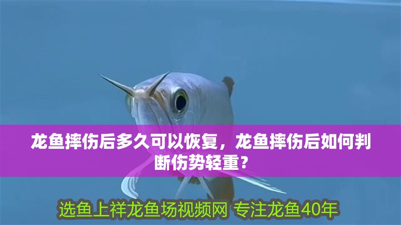 龍魚摔傷后多久可以恢復，龍魚摔傷后如何判斷傷勢輕重？