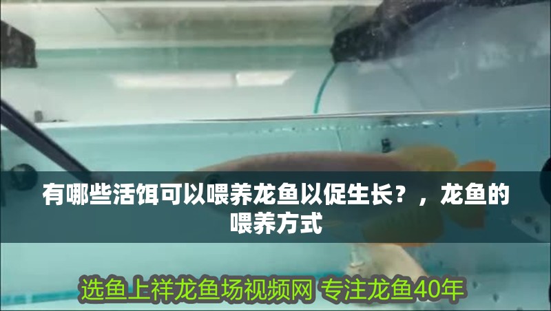 有哪些活餌可以喂養龍魚以促生長？，龍魚的喂養方式
