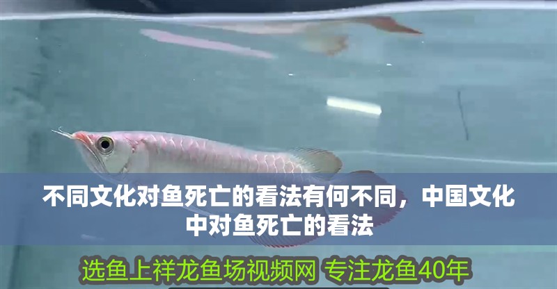 不同文化對魚死亡的看法有何不同，中國文化中對魚死亡的看法
