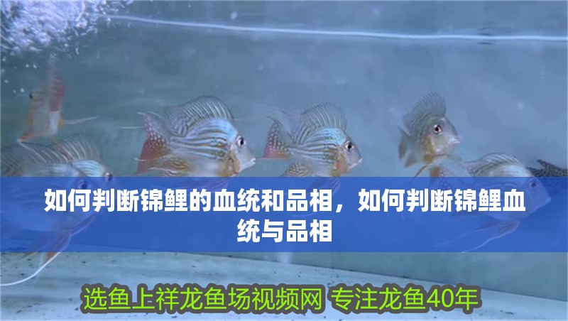 如何判斷錦鯉的血統(tǒng)和品相，如何判斷錦鯉血統(tǒng)與品相