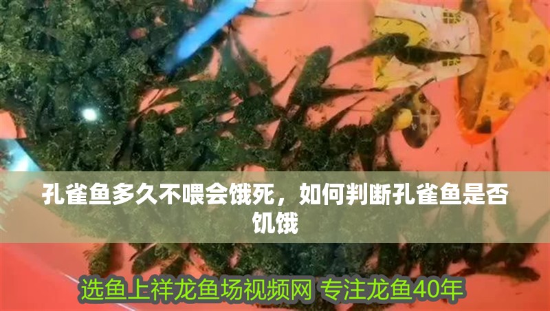 孔雀魚多久不喂會餓死，如何判斷孔雀魚是否饑餓