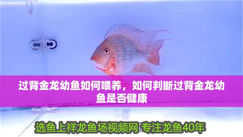 過背金龍幼魚如何喂養，如何判斷過背金龍幼魚是否健康