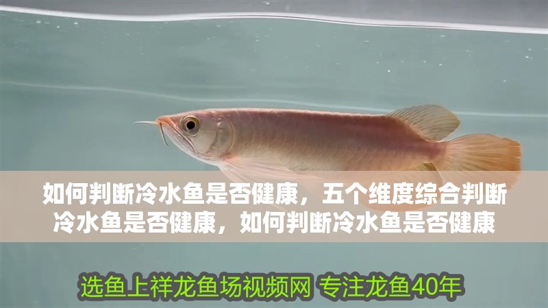 如何判斷冷水魚是否健康，五個維度綜合判斷冷水魚是否健康，如何判斷冷水魚是否健康