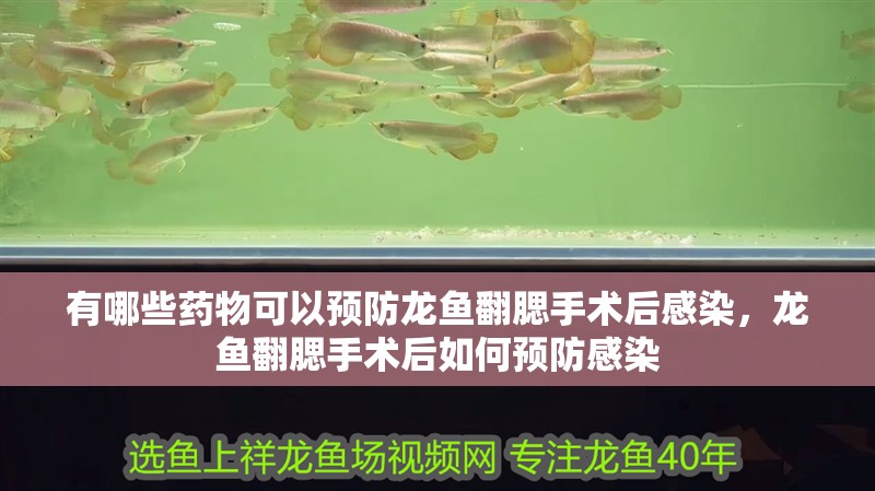 有哪些藥物可以預防龍魚翻腮手術后感染，龍魚翻腮手術后如何預防感染