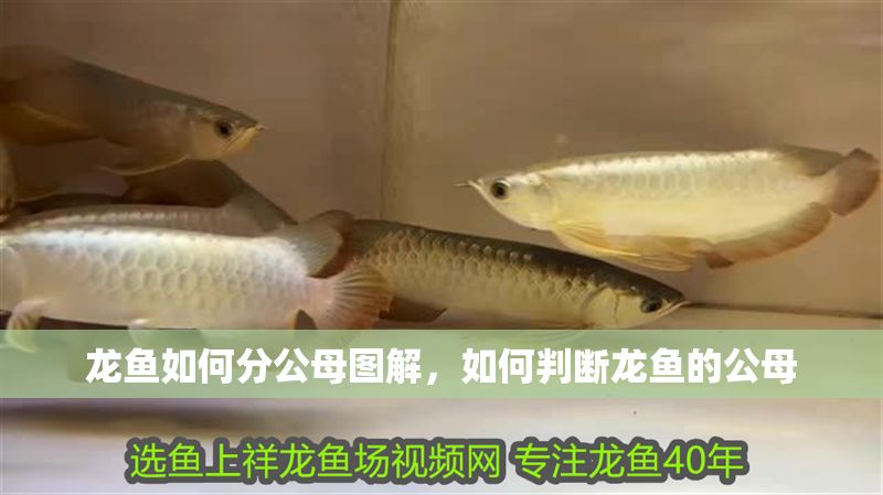 龍魚如何分公母圖解，如何判斷龍魚的公母