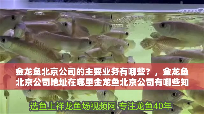 金龍魚北京公司的主要業務有哪些？，金龍魚北京公司地址在哪里金龍魚北京公司有哪些知名產品