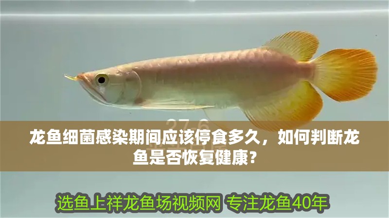 龍魚細菌感染期間應該停食多久，如何判斷龍魚是否恢復健康？
