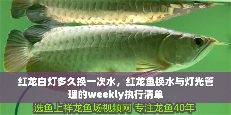 紅龍白燈多久換一次水，紅龍魚換水與燈光管理的weekly執(zhí)行清單