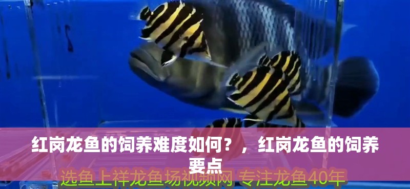 魚缸用增氧泵價格是多少:魚缸增氧機-xtrac增氧機-xtrac增氧機 紅崗龍魚的飼養難度如何?,紅崗龍魚的飼養要點 龍魚百科 紅崗龍魚的飼養難度如何?,紅崗龍魚的飼養要點 紅崗龍魚的飼養難度如何?,紅崗龍魚的飼養要點 龍魚百科