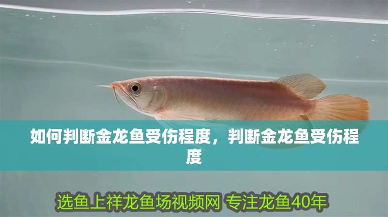 如何判斷金龍魚受傷程度，判斷金龍魚受傷程度