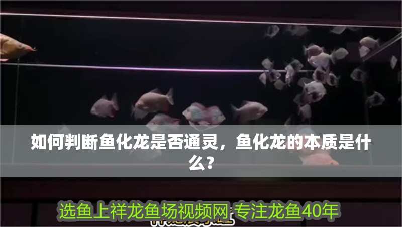 如何判斷魚化龍是否通靈，魚化龍的本質(zhì)是什么？