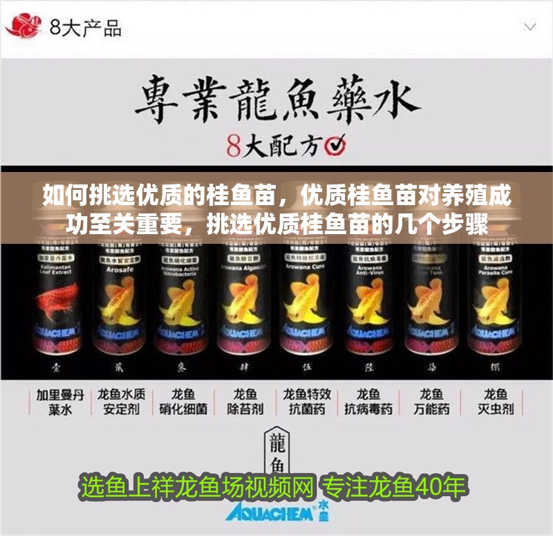 如何挑選優質的桂魚苗，優質桂魚苗對養殖成功至關重要，挑選優質桂魚苗的幾個步驟