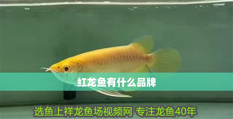 紅龍魚有什么品牌 紅龍魚有什么品牌 龍魚百科 第1張