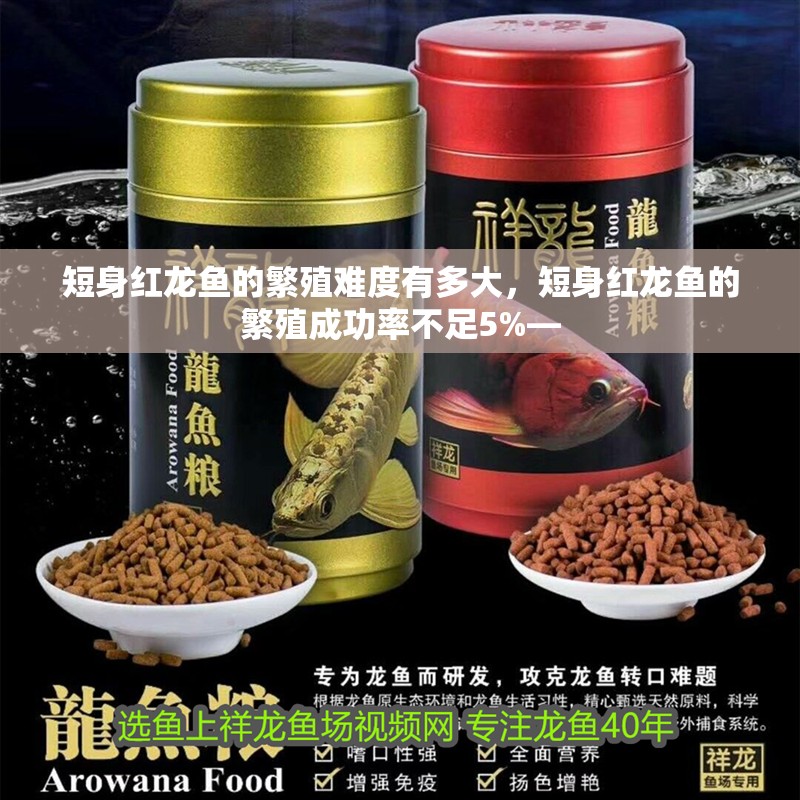短身紅龍魚的繁殖難度有多大，短身紅龍魚的繁殖成功率不足5%—