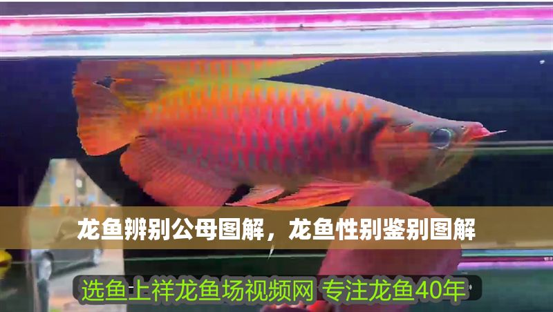 龍魚辨別公母圖解，龍魚性別鑒別圖解