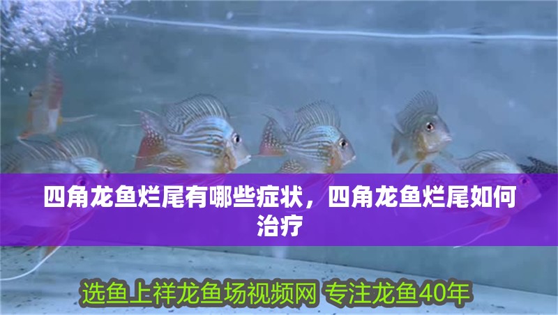 四角龍魚爛尾有哪些癥狀，四角龍魚爛尾如何治療