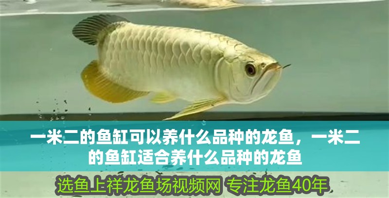 一米二的魚缸可以養什么品種的龍魚，一米二的魚缸適合養什么品種的龍魚