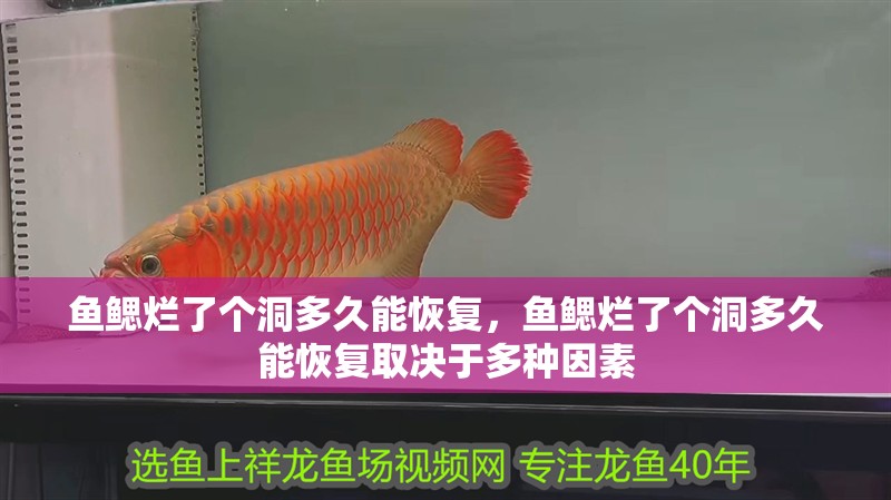 魚鰓爛了個洞多久能恢復(fù)，魚鰓爛了個洞多久能恢復(fù)取決于多種因素