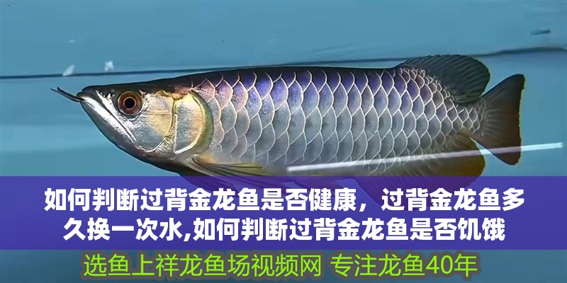 如何判斷過背金龍魚是否健康，過背金龍魚多久換一次水,如何判斷過背金龍魚是否饑餓