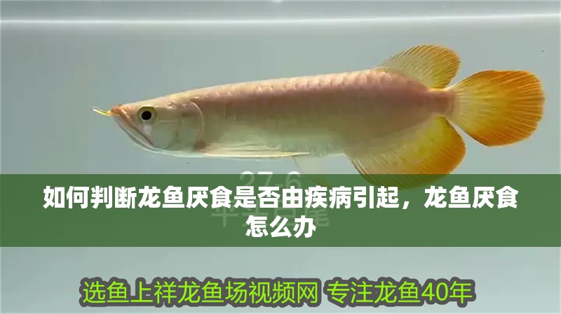 如何判斷龍魚厭食是否由疾病引起，龍魚厭食怎么辦