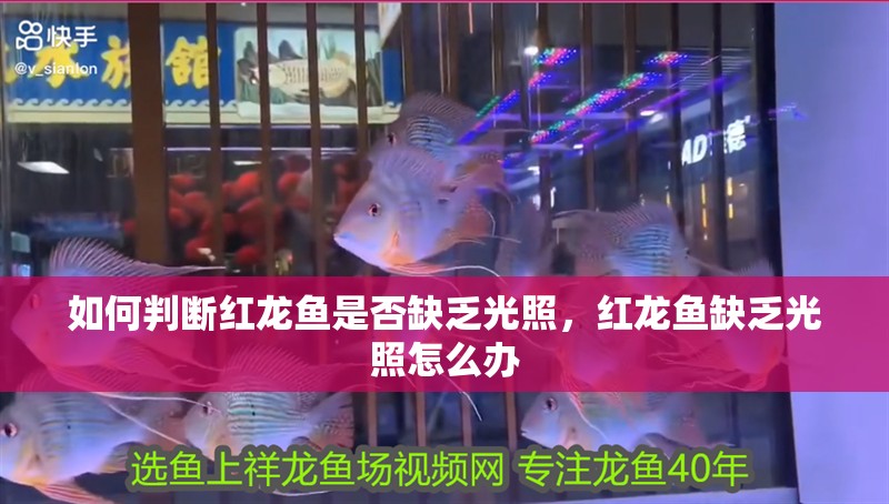 如何判斷紅龍魚是否缺乏光照，紅龍魚缺乏光照怎么辦