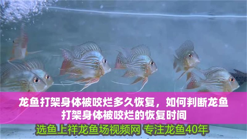 龍魚打架身體被咬爛多久恢復，如何判斷龍魚打架身體被咬爛的恢復時間 龍魚打架身體被咬爛多久恢復，如何判斷龍魚打架身體被咬爛的恢復時間 龍魚百科 第2張