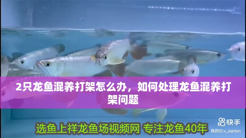 2只龍魚混養打架怎么辦，如何處理龍魚混養打架問題