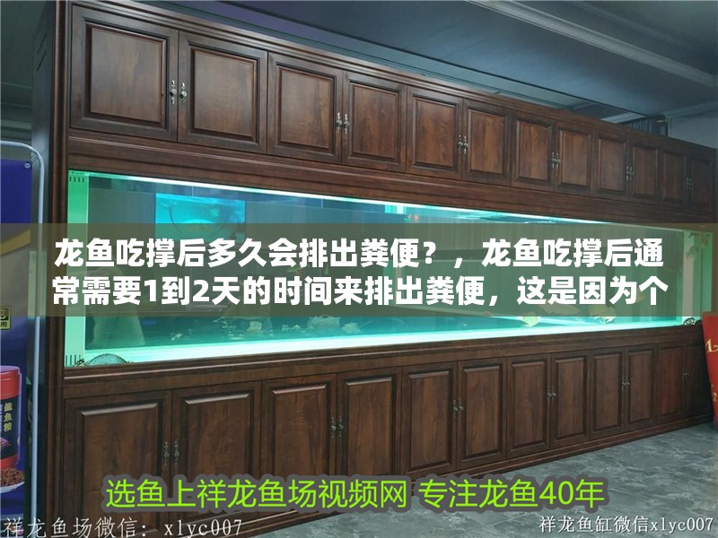 龍魚吃撐后多久會排出糞便？，龍魚吃撐后通常需要1到2天的時間來排出糞便，這是因為個體差異