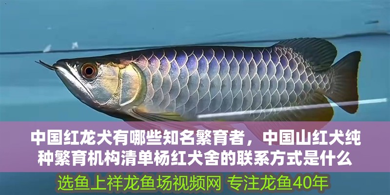中國紅龍犬有哪些知名繁育者，中國山紅犬純種繁育機構清單楊紅犬舍的聯系方式是什么