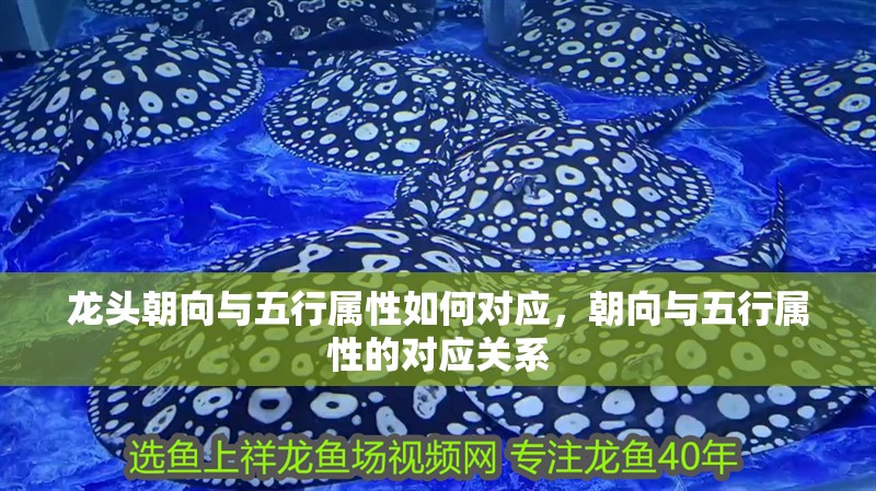 龍頭朝向與五行屬性如何對應，朝向與五行屬性的對應關系 龍頭朝向與五行屬性如何對應，朝向與五行屬性的對應關系 龍魚百科