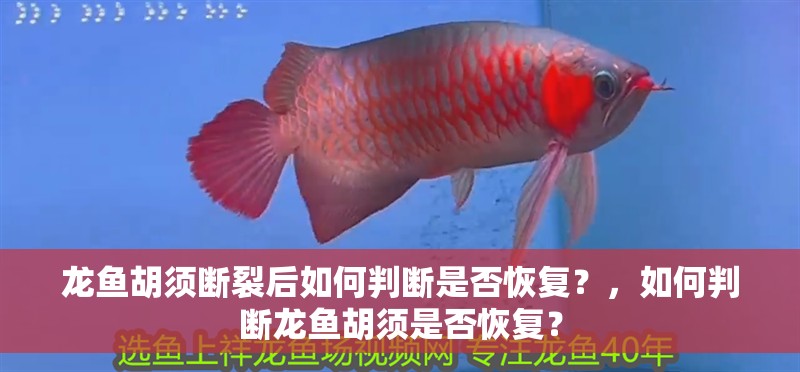 龍魚胡須斷裂后如何判斷是否恢復？，如何判斷龍魚胡須是否恢復？