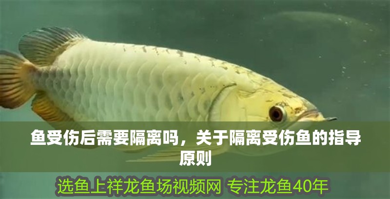 魚受傷后需要隔離嗎，關于隔離受傷魚的指導原則