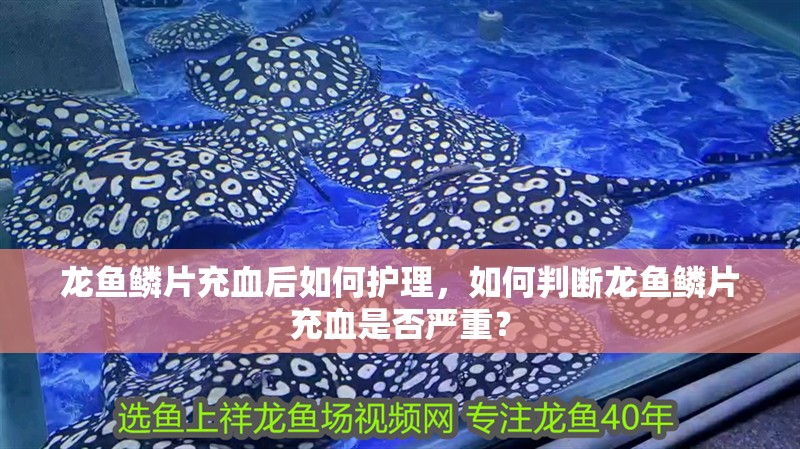 給大魚缸換水的作文:體驗給大魚缸換水的樂趣:體驗給大魚缸換水:給大魚缸換水的作文 龍魚鱗片充血后如何護理,如何判斷龍魚鱗片充血是否嚴重? 龍魚百科 龍魚鱗片充血后如何護理,如何判斷龍魚鱗片充血是否嚴重? 龍魚鱗片充血后如何護理,如何判斷龍魚鱗片充血是否嚴重? 龍魚百科