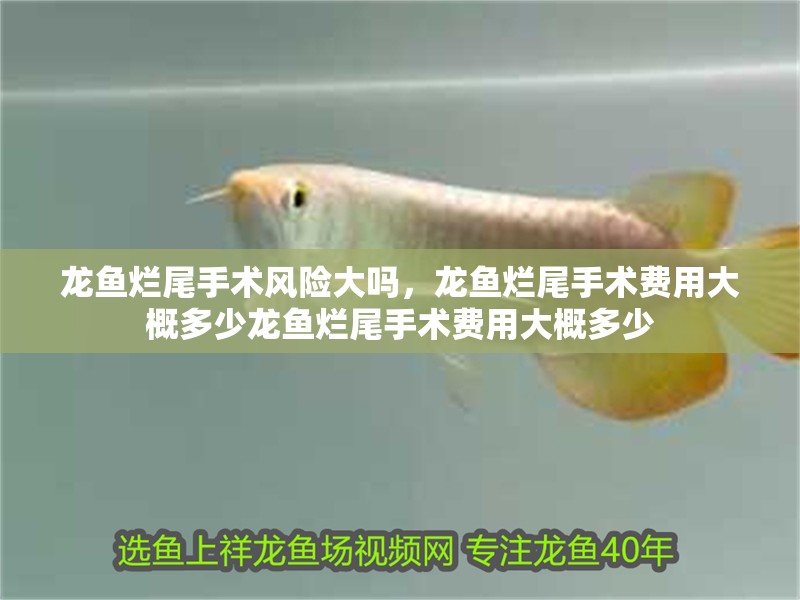 龍魚爛尾手術風險大嗎，龍魚爛尾手術費用大概多少龍魚爛尾手術費用大概多少