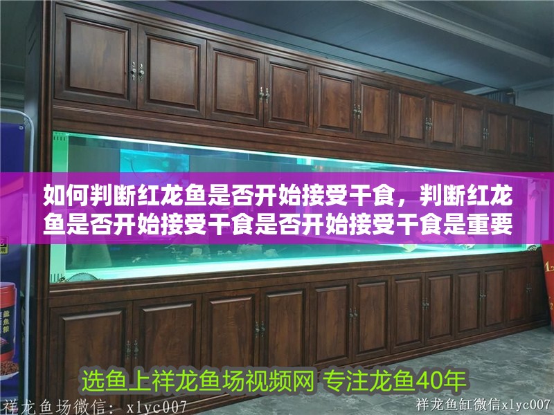 如何判斷紅龍魚是否開始接受干食，判斷紅龍魚是否開始接受干食是否開始接受干食是重要的飼養(yǎng)環(huán)節(jié)