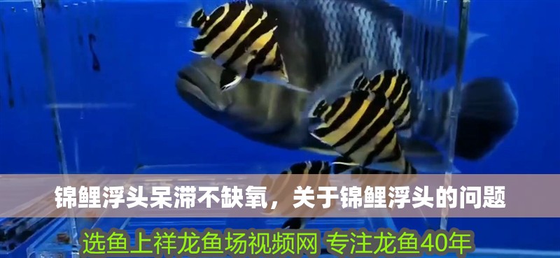 錦鯉浮頭呆滯不缺氧，關于錦鯉浮頭的問題