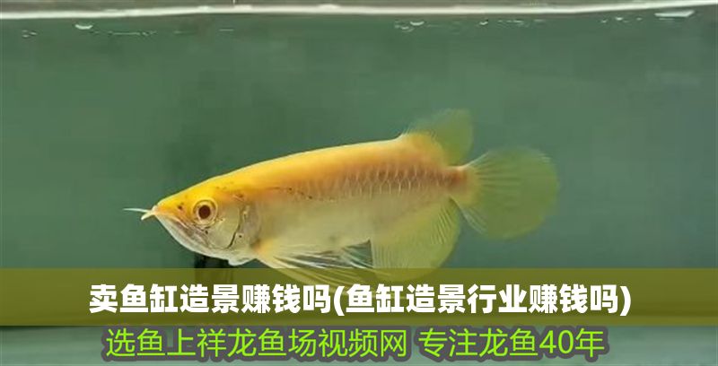 賣魚缸造景賺錢嗎(魚缸造景行業(yè)賺錢嗎) 賣魚缸造景賺錢嗎(魚缸造景行業(yè)賺錢嗎) 龍魚百科 第1張